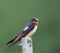 Barn Swallow