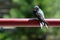 Barn Swallow baby bird sitting on metallic rib