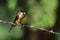 Barn Swallow on Barb Wire