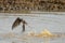 Barn swallow bathing Hirundo rustica.
