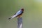 Barn swallow bird