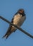 A Barn Swallow bird