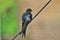 The barn swallow bird with blue colour body and long tail on the top of a cable