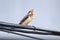 Barn Swallow bird open beak singing perched on telephone wire