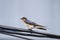 Barn Swallow bird perched on telephone wire