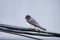 Barn Swallow bird perched on telephone wires