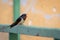 Barn swallow bird singing in spring