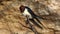 Barn Swallow Bird sitting on a branch