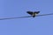 Barn swallow chick learning to fly, Hirundo rustica, with blue sky as background.