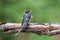 Barn swallow chick after leaving nest