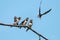 Barn swallow chicks feeding. Three fledglings with open beaks