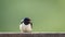 A barn swallow at close range