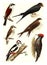 Barn Swallow, Common Swift, Red-backed Shrike, flycatcher, woodpecker, black woodpecker, vintage engraving