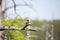 Barn Swallow on a Dead Limb above a Lost Fishing Bobber