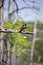 Barn Swallow on a Dead Limb above a Lost Fishing Bobber