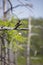 Barn Swallow on a Dead Limb above a Lost Fishing Bobber