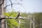 Barn Swallow on a Dead Limb above a Lost Fishing Bobber