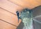 Barn Swallow Feeding Babies: An adult barn swallow bird feeding hungry baby barn swallows in a mud bird next in the eve of a