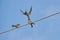 Barn swallow is feeding its nestlings