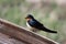 Barn swallow on fence rail