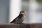 Barn swallow fledgling