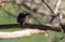 Barn Swallow Fledglings on a Branch