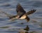 Barn Swallow flying above the water