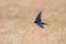 Barn Swallow Flying Hirundo rustica