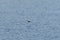 Barn swallow flying at lakeside