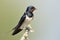 Barn swallow (Hirundo rustica)