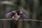 Barn swallow (Hirundo rustica).