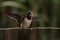 Barn swallow (Hirundo rustica).