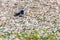 Barn swallow or Hirundo rustica gathering sprig in its mouth to build the nest