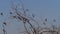 Barn Swallow, hirundo rustica, Group in Flight, taking  off from tree, Baringo lake in Kenya, Slow Motion