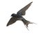 Barn Swallow, Hirundo rustica, lying