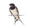 Barn Swallow, Hirundo rustica, perched on a wire against white b