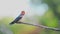 Barn Swallow or Hirundo rustica perches on branch