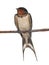 Barn Swallow, Hirundo rustica, perching