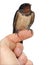Barn Swallow, Hirundo rustica, perching