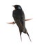 Barn Swallow, Hirundo rustica, perching