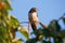 Barn swallow Hirundo rustica perching on a cherry tree branch