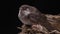 Barn swallow - hirundo rustica sitting in mud nest, bird chick in their natural habitat. Black background, soft light