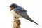 Barn swallow Hirundo rustica sitting on a stick on white background