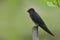 Barn swallow (Hirundo rustica) swift, lovely little slim black b