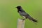 Barn swallow (Hirundo rustica) swift or swallow, lovely little b