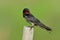 Barn swallow & x28;Hirundo rustica& x29; swift or swallow, lovely little b