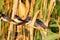 Barn swallow, Hirundo rustica. Young birds sat down to rest on a reed stalk above the river