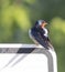 Barn Swallow and His Shadow on a Suburban Speed Sign