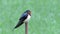Barn swallow in Japan