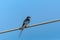 Barn Swallow, little bird with a long tail sits on a telephone cable